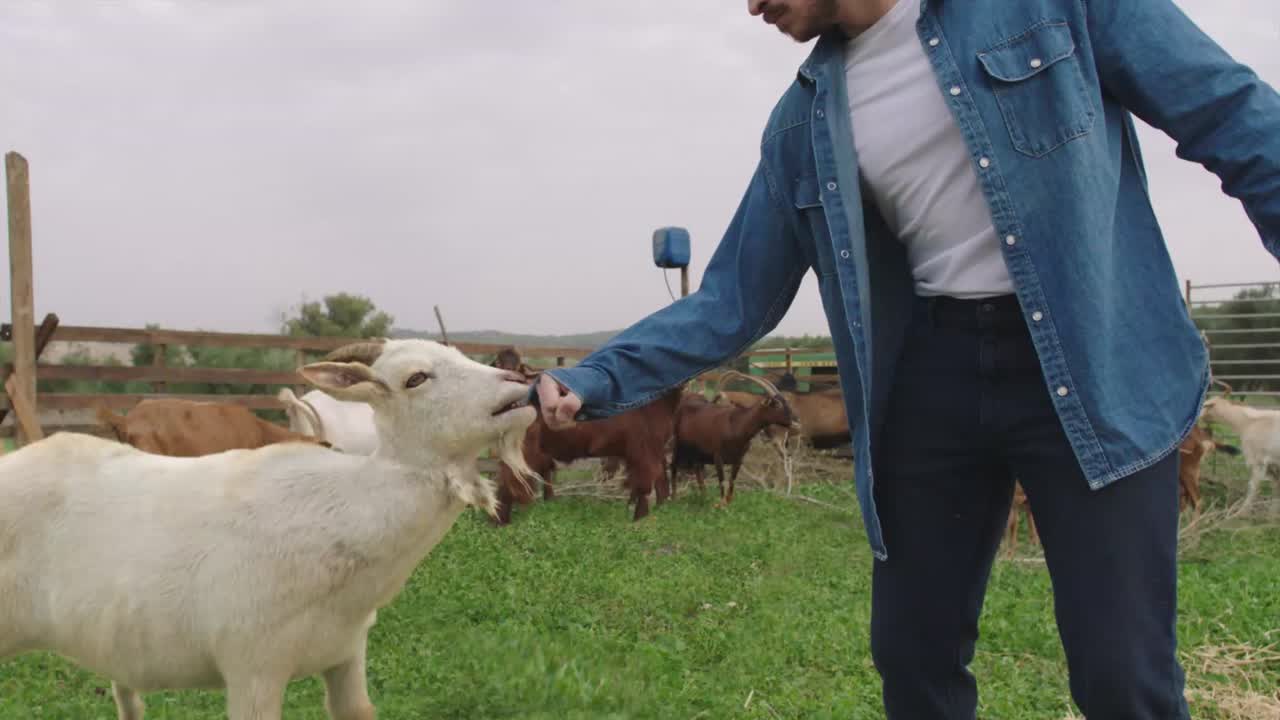 Meshek Tzuriel — CG goat character & cloth simulation